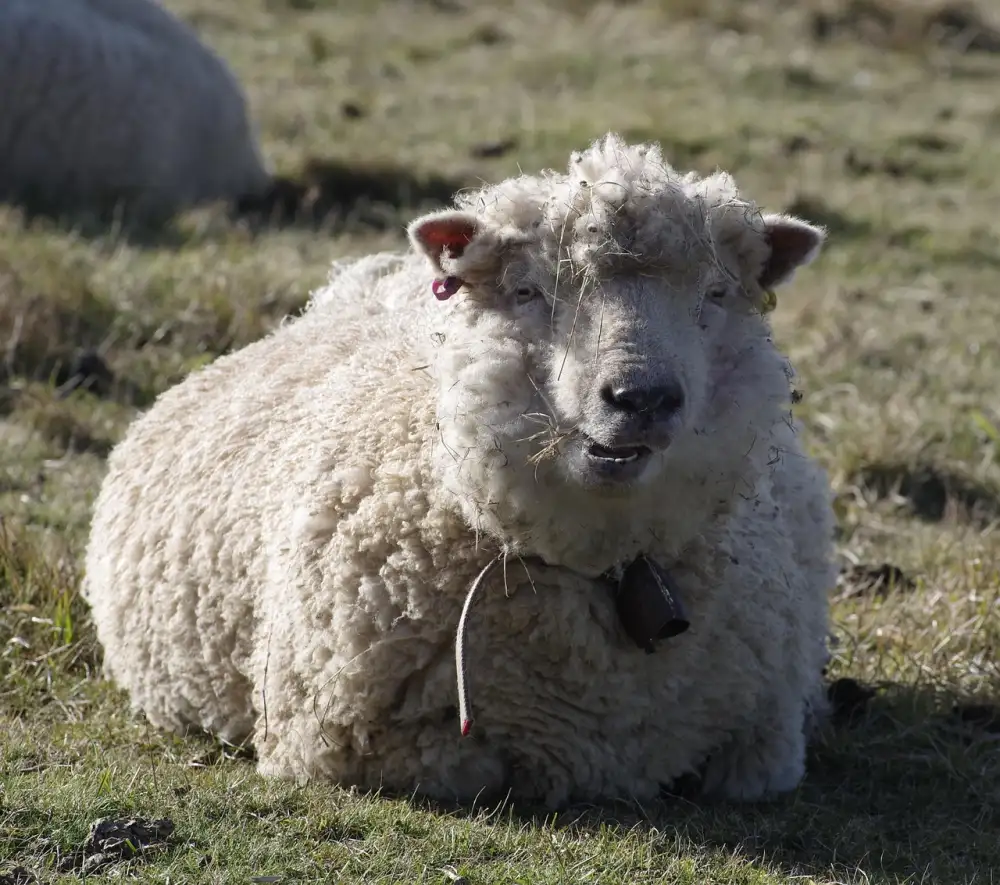 Merino Ovce