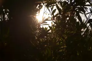 Kdy Kvetou Tulipány